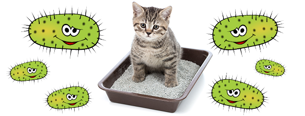¿Las cajas sanitarias de los gatos pueden esconder gérmenes?