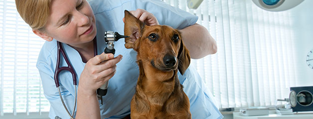 Trastornos auditivos en los perros