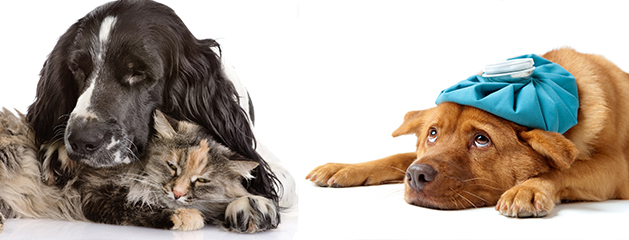 Resfríos de mascotas en invierno: causas, síntomas y tratamiento.