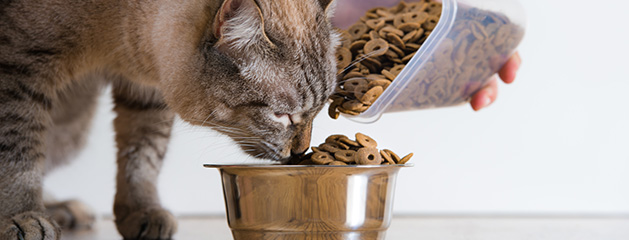 Guía alimenticia para tu gato