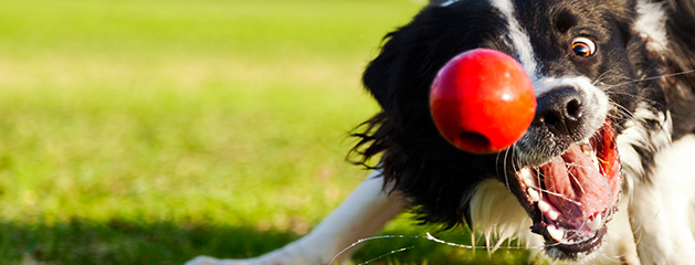 Estimula la inteligencia de tu regalón: juegos didácticos para perros