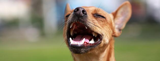 Trastornos dentales en los perros