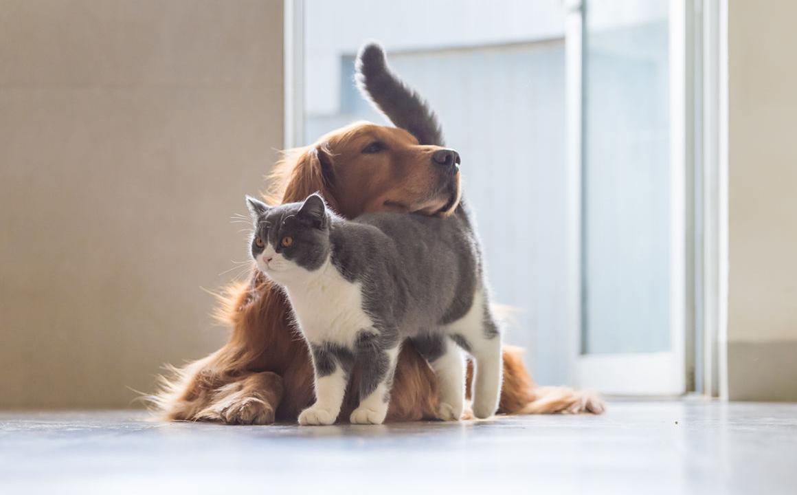 ¿Por qué los perros y los gatos mueven la cola?
