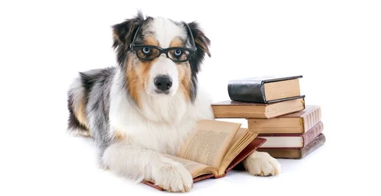 ¿Cuáles son los 5 perros más inteligentes?